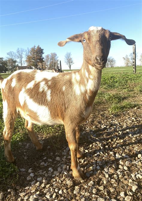Mini Nubian Goats
