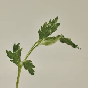 Beauty of Joseon Matte Sun Stick For All Skin Type : Mugwort+Camelia ...