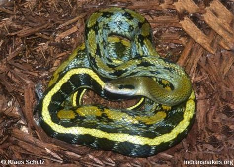 Indian Snakes - Indian Snakebite Initiative