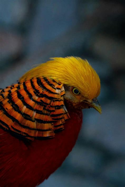 Golden Pheasant Bird · Free Stock Photo