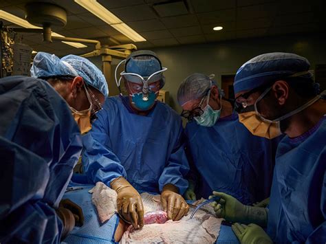 Kidney transplant: In a first, surgeons attached a pig kidney to a ...