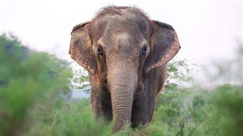 Sri Lankan Elephant Wallpaper