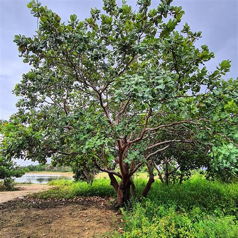 LIBI DA WAI ISLAND RESORT (Ganiakondre) - Campground Reviews & Photos ...