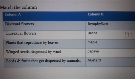 Match the column Column A Column B Bisexual flowers Bryophyllum ...