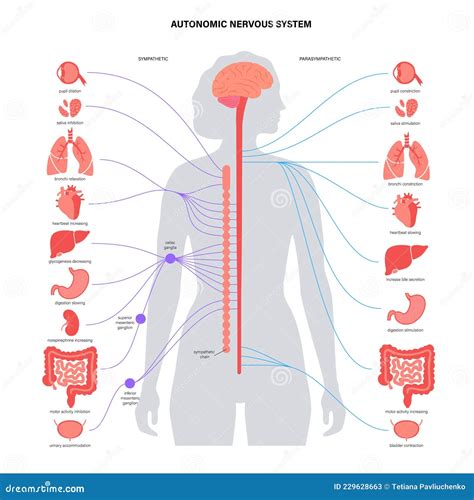 Sympathetic Nervous System Diagram