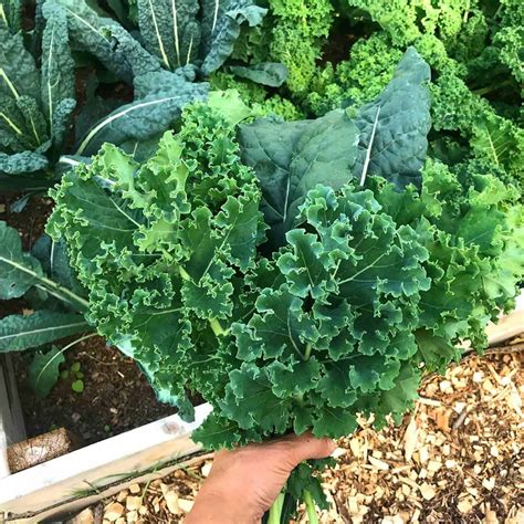 How to Freeze Kale - The Daring Gourmet