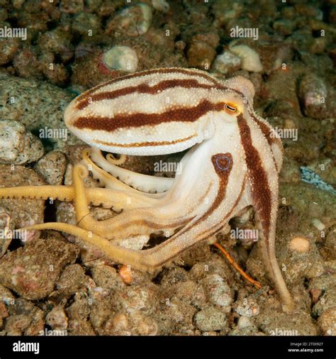 Small venomous octopus (Octopus mototi) Two-ringed octopus with two blue rings on side of body ...