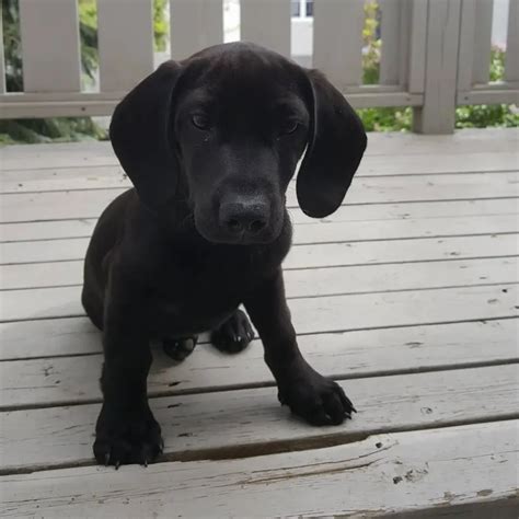 Dachsador (Complete Guide For Lab Dachshund Mix) - LabraJoy