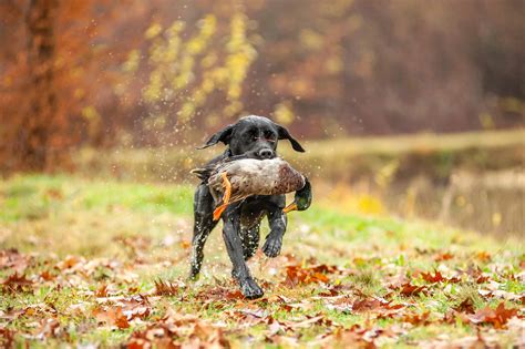 Duck Hunting Season in Texas: Season Dates, Bag Limits, and More - A-Z ...
