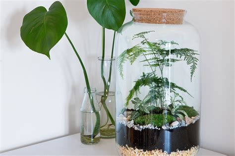 Top Terrarium Plants for Gorgeous Displays - Plant Viile