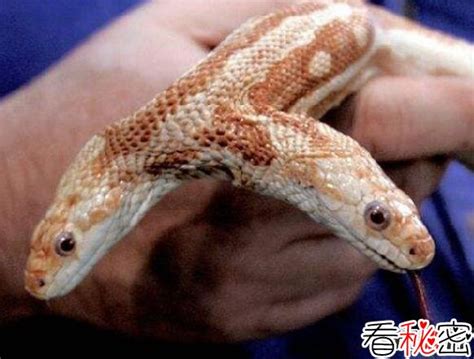 【周公解梦双头蛇】-双头蛇/两头蛇-毒蛇网