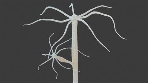 3D Hydra Genus Polyp Model - TurboSquid 2163737