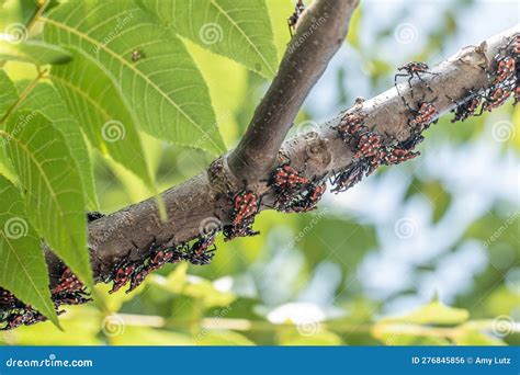 Spotted Lanternfly Red and Black Nymph Stage Stock Photo - Image of ...