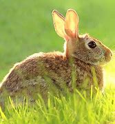 Image result for White Bunny with Black Eyes