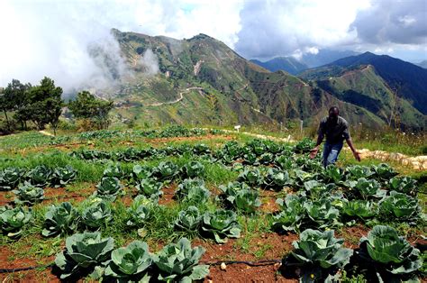 Haiti Agriculture