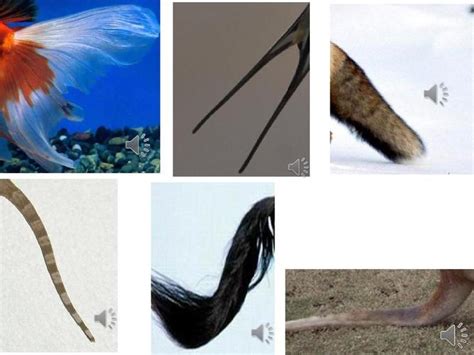 动物的尾巴图片 各种各样动物的尾巴图片(2)_配图网