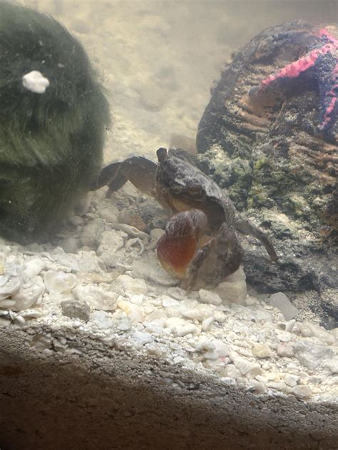 Red claw crab : r/redclawcrabs