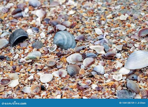 Image result for Colorful Sea Shells On Beach