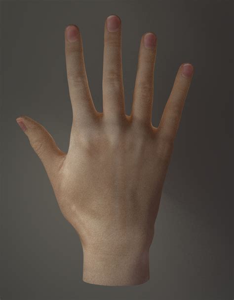 Image result for Blender Hand Tutorial