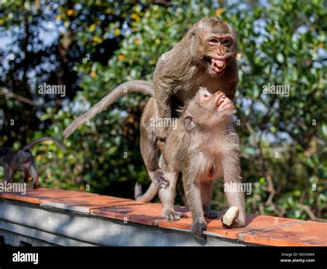Do Monkeys Mate With Baby Monkeys at Edward Hillary blog