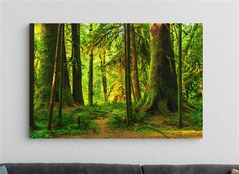 Lush Green Deep Forest With Sunlight Large Print - Pacific Northwest ...