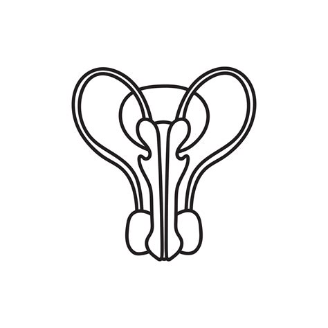 Image result for Male Reproductive System Easy Drawing