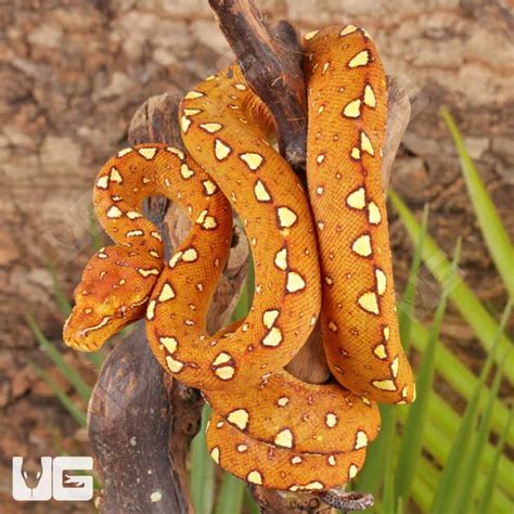 Image result for Biak Green Tree Python