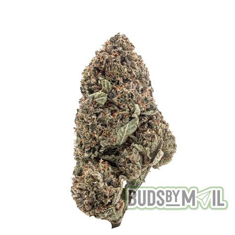 Donny Burger (AAA) - budsbymail.cc