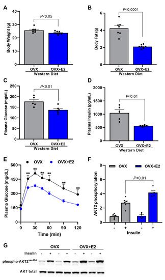Estradiol Protects Female ApoE KO Mice against Western-Diet-Induced Non ...