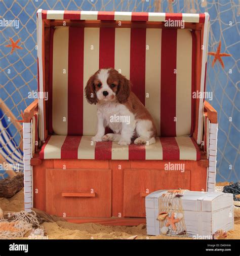 Cavalier King Charles Spaniel, puppy, blenheim, 9 weeks |Cavalier King ...