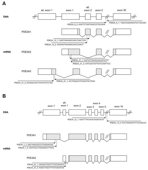 CRISPR/Cas9 Knock-Out in Primary Neonatal and Adult Cardiomyocytes ...