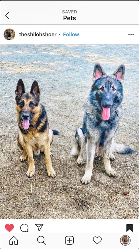 What Is A King Shepherd Vs German Shepherd