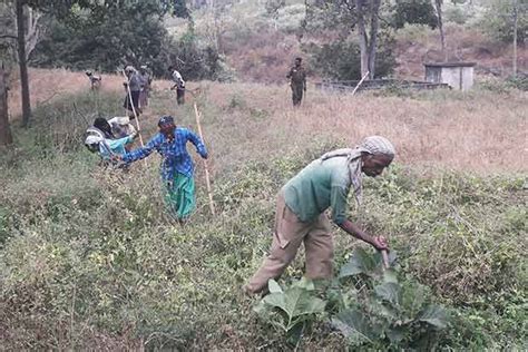 Fire prevention lines come up at Mudumalai Tiger Reserve