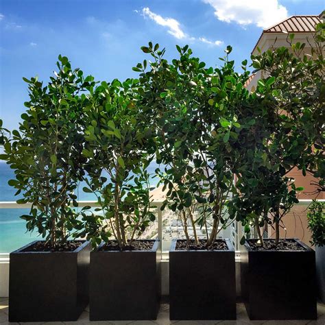 11 Unique Extra Large Planters for Trees
