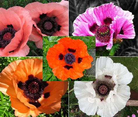 Oriental Poppy Papaver Orientale Seeds