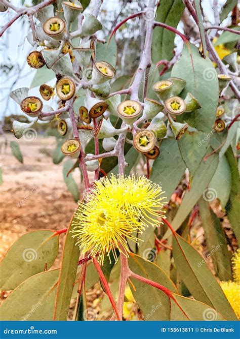 Goldfields Yellow Flowering Gum, Salmon Gums Western Australia Stock Image - Image of gums ... - yellow in gums