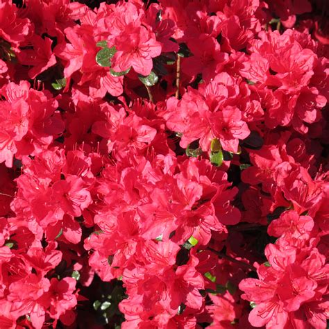 Azalea 'Hino Crimson' : buy Azalea 'Hino Crimson' / Azalea japonica ...