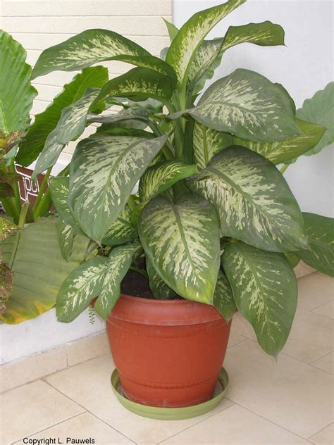 Attractive House Plants 2015: Large House Plants