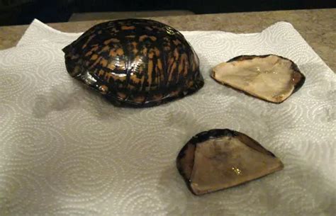 Image result for Cleaning Turtle Shell