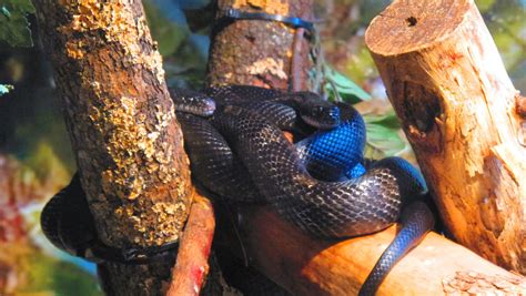 Chicken Snake North Carolina