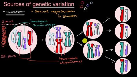 Image result for Mutation as a Source of Variation
