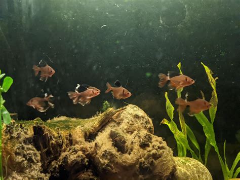 My Serpae Tetras are finally growing their fins back! : r/Aquariums