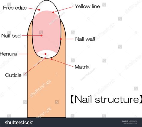 What Are The 3 Main Parts Of The Nail at Victoria Jenkins blog