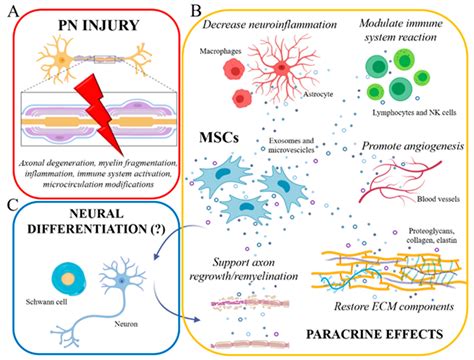 Mesenchymal Stem Cell Treatment Perspectives in Peripheral Nerve Regeneration: Systematic Review
