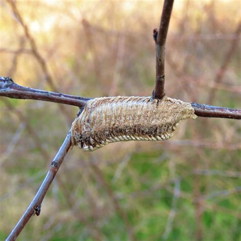 Praying Mantis Egg Case Care NIC Praying Mantis Egg Case – Scarlett