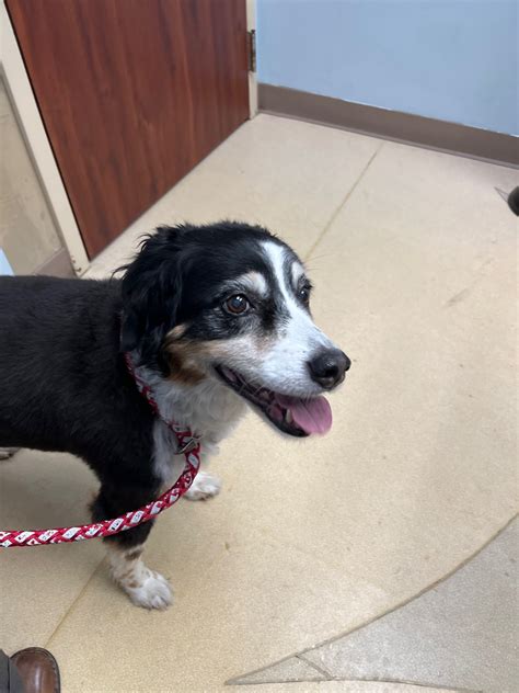 Shoal Creek Animal Hospital - Kansas City, MO 64157