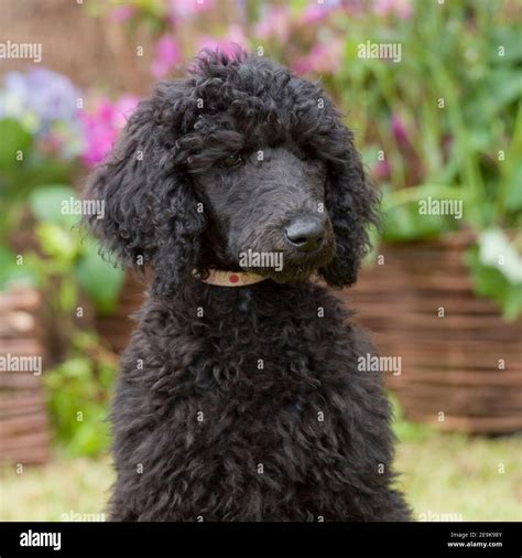 Black Standard Poodle Puppy