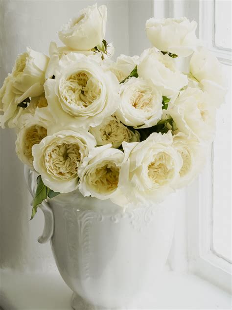 David Austin English Garden Roses - Patience in White Cream | Hope ...