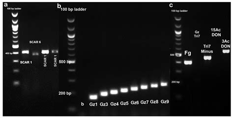 The Applicability of Species- and Trichothecene-Specific Primers in ...