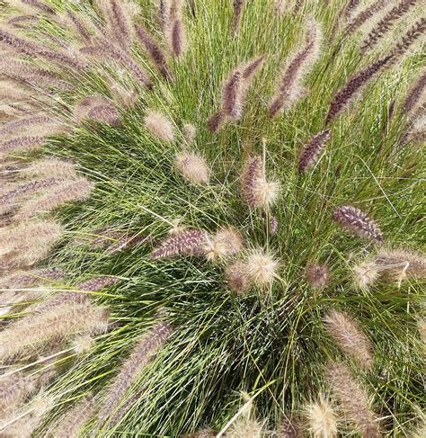 Hameln Dwarf Fountain Grass